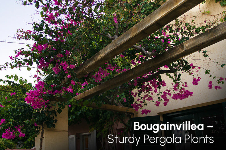Bougainvillea for Pergola