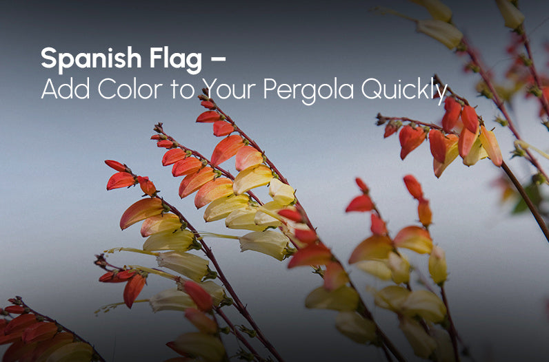 Spanish Flag for Pergola